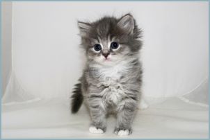 Female Siberian Kitten from Deedlebug Siberians